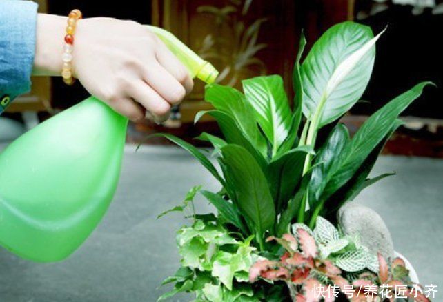 空气湿度|室内盆栽花卉不能乱“喷水”，操作不当就会烂叶，条件达到随便喷