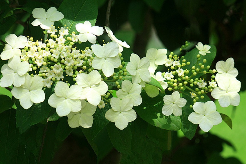 戏珠|还在养绿萝家里养盆“蝴蝶花”，清香四溢、花开如“蝴蝶戏珠”