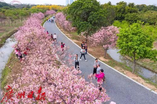 就在广州市区！“粉色梦境”藏身海珠湿地