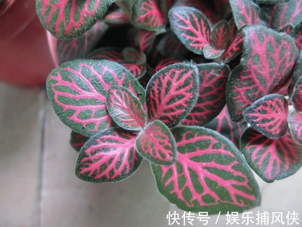 这些花不用太多光,放在家里的阴处养,开花大朵真漂亮