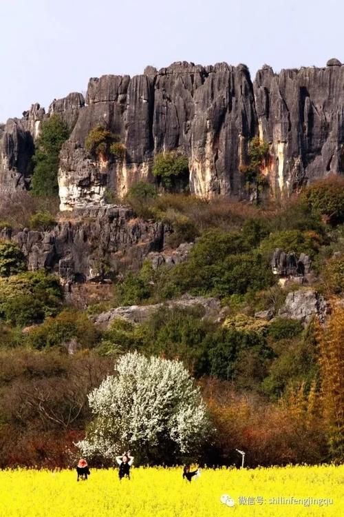 春光无限好，花艳景美岂能错过！