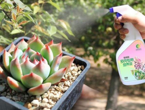 长势|多肉徒长摊大饼?教你这样操作,肉肉变美长势好