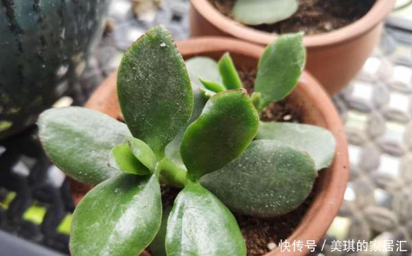 长寿花|只要一片叶子就能插活的花,有3种,繁殖了一盆又一盆