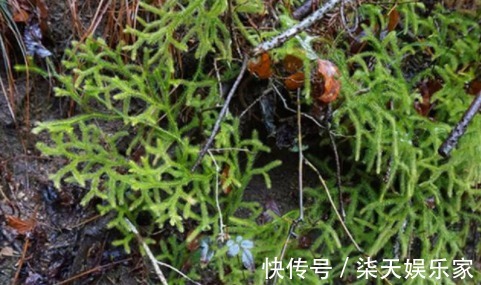 良药|农村一种杂草,价值珍贵,是一种良药,具有治疗风寒湿热关节痛