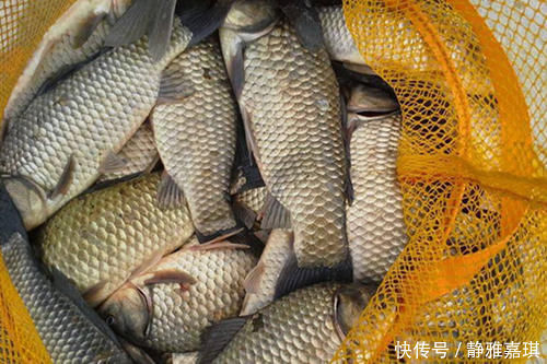 长竿|小寒到大寒气温最低,钓鱼注意这些技巧变化,应对得当收获有保证