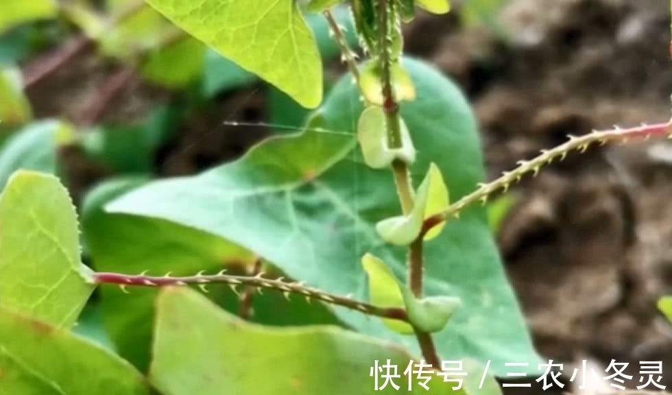 老虎|这种霸气的野草,蛇见了要绕道走,农民叫它“蛇娘舅”,你见过吗