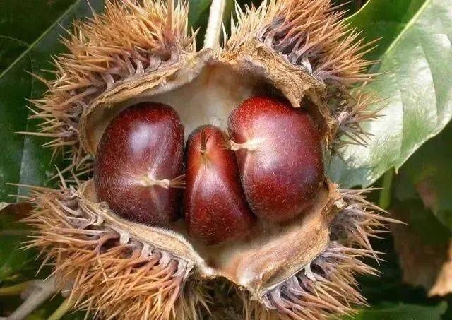 香甜|买板栗,圆的与扁的哪个甜牢记4点,板栗软糯香甜,一买一个准