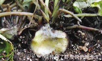 花苗刚买来时枝繁叶茂花团紧促,可过上几天就不行了,是什么原因