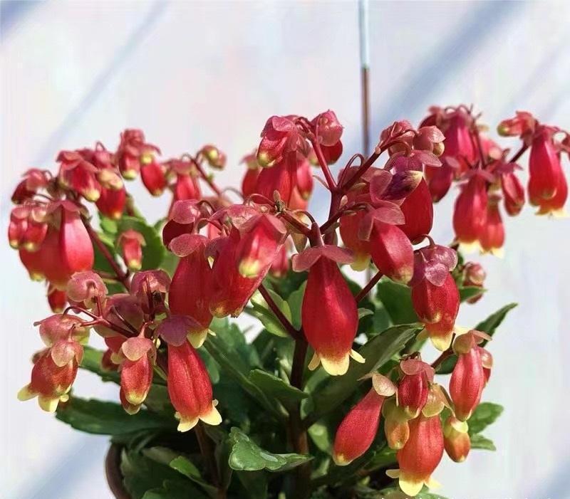 花土|5块钱买的宫灯长寿花,开花超多,花瓣像灯笼,比长寿花都漂亮