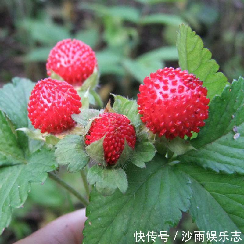 滋养|女性不想子宫早衰,晚上当零食吃几个此物,滋养卵巢,显得更年轻