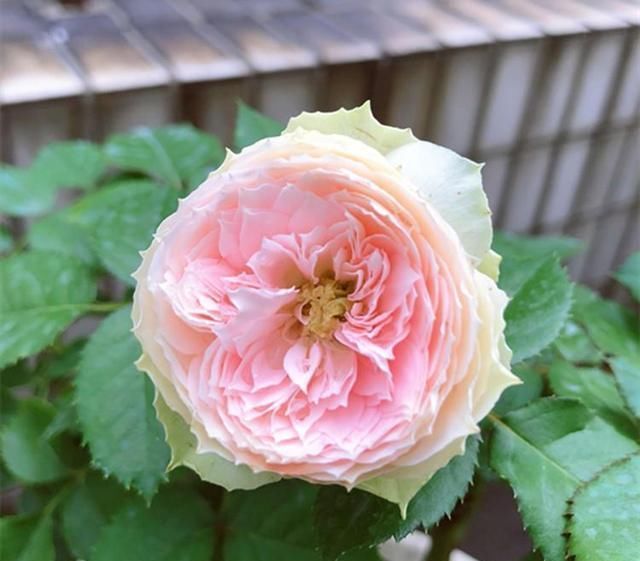 关于月季的浇水问题，“靠人不如靠自己”，收获直接经验