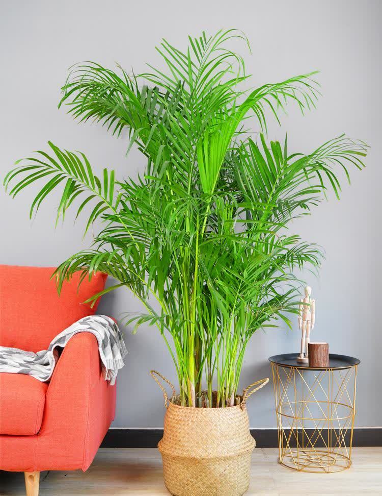 家中的“气氛组”非它们莫属,高大绿植太优秀了,养起来