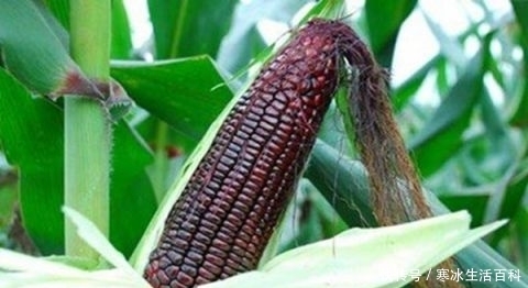  种类|不同种类的玉米哪种好？