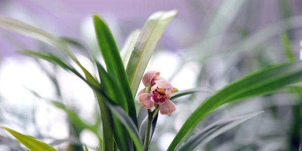 最适合新手,上班族养植的兰花,开花漂亮又清香,养护起来不费力