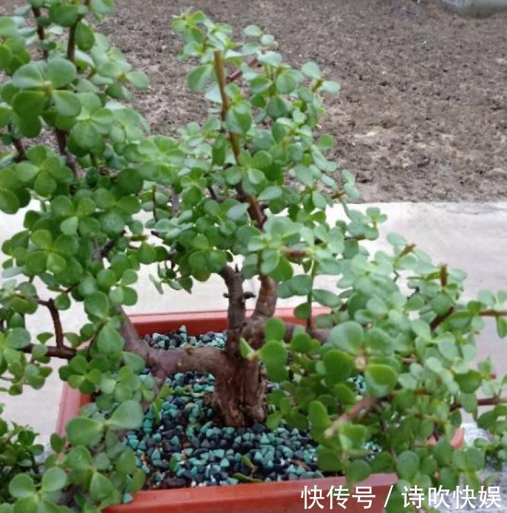 养了5年金枝玉叶修剪学点小方法,新芽嫩叶蹭蹭往外长!