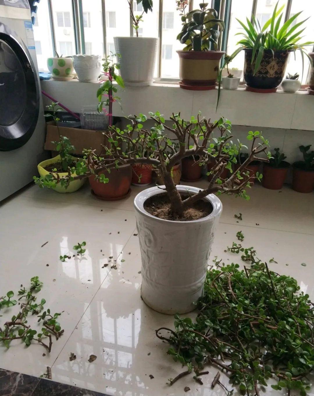 公认好养的“五种花”,漂亮又大气,还能养成老桩,越养越有价值