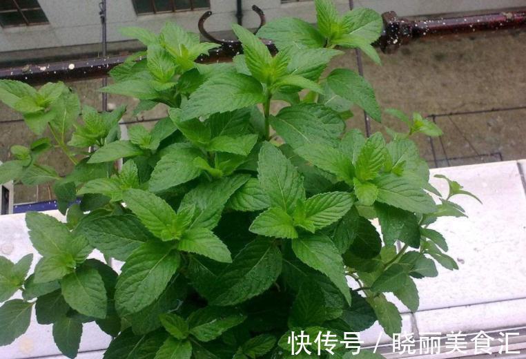 卧室里养花,怕植物和人争氧,睡眠越来越差,不如就试试这4样