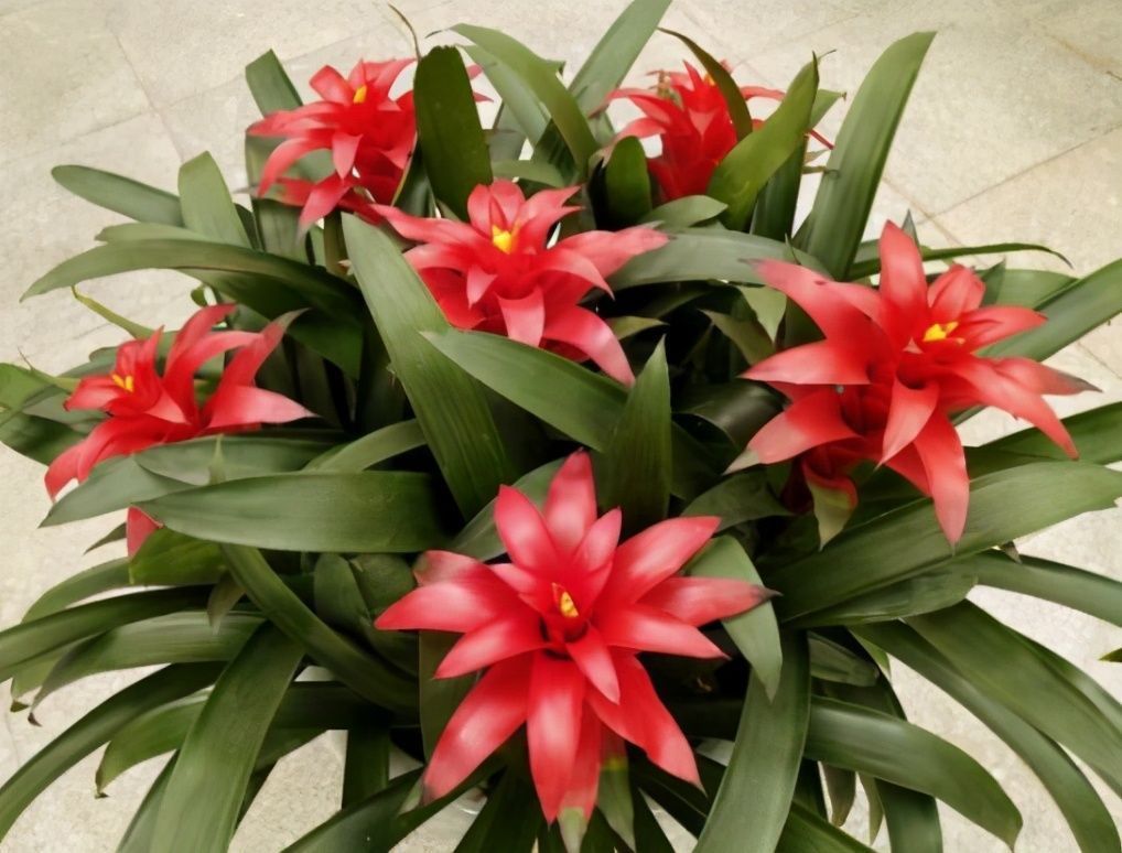 寓意|客厅养花,当选两种“旺运花”,寓意好不说,关键还好养