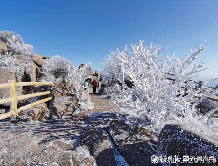 第一场雪|崂山迎来今冬第一场雪，白雪雾凇分外妖娆