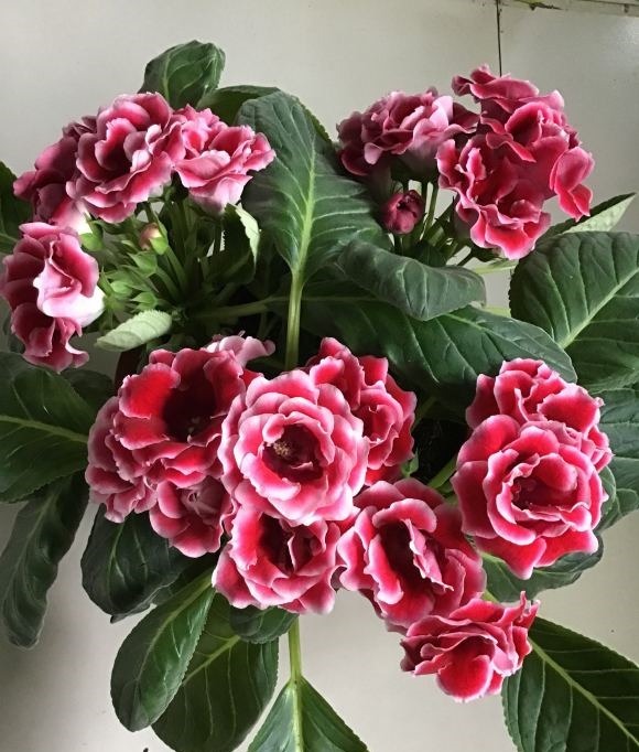 4种娇气花，就怕“当头灌”，叶片沾水就烂，浇水要谨慎