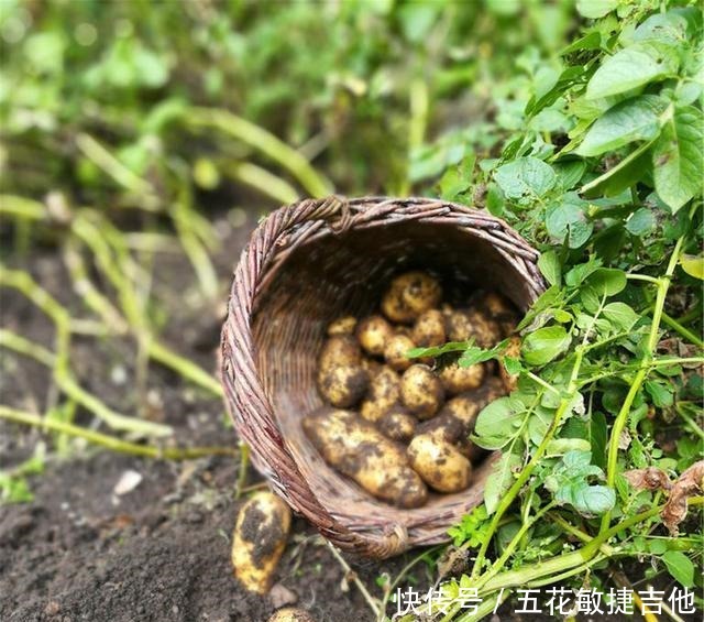 《六》简朴、实用、遵循自然，一位日本人在大理的生活