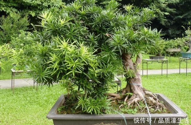 爱在客厅养树，就养“木质化强的树”，形成“老桩”后能卖好几万！