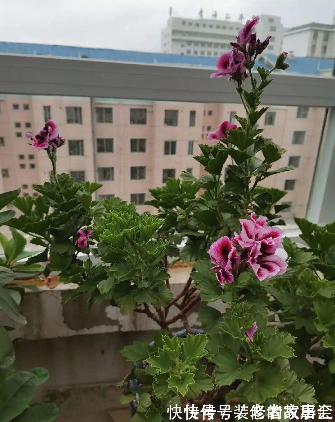 花量|6种花别养老桩，越老越不开花，赶紧扦插备份