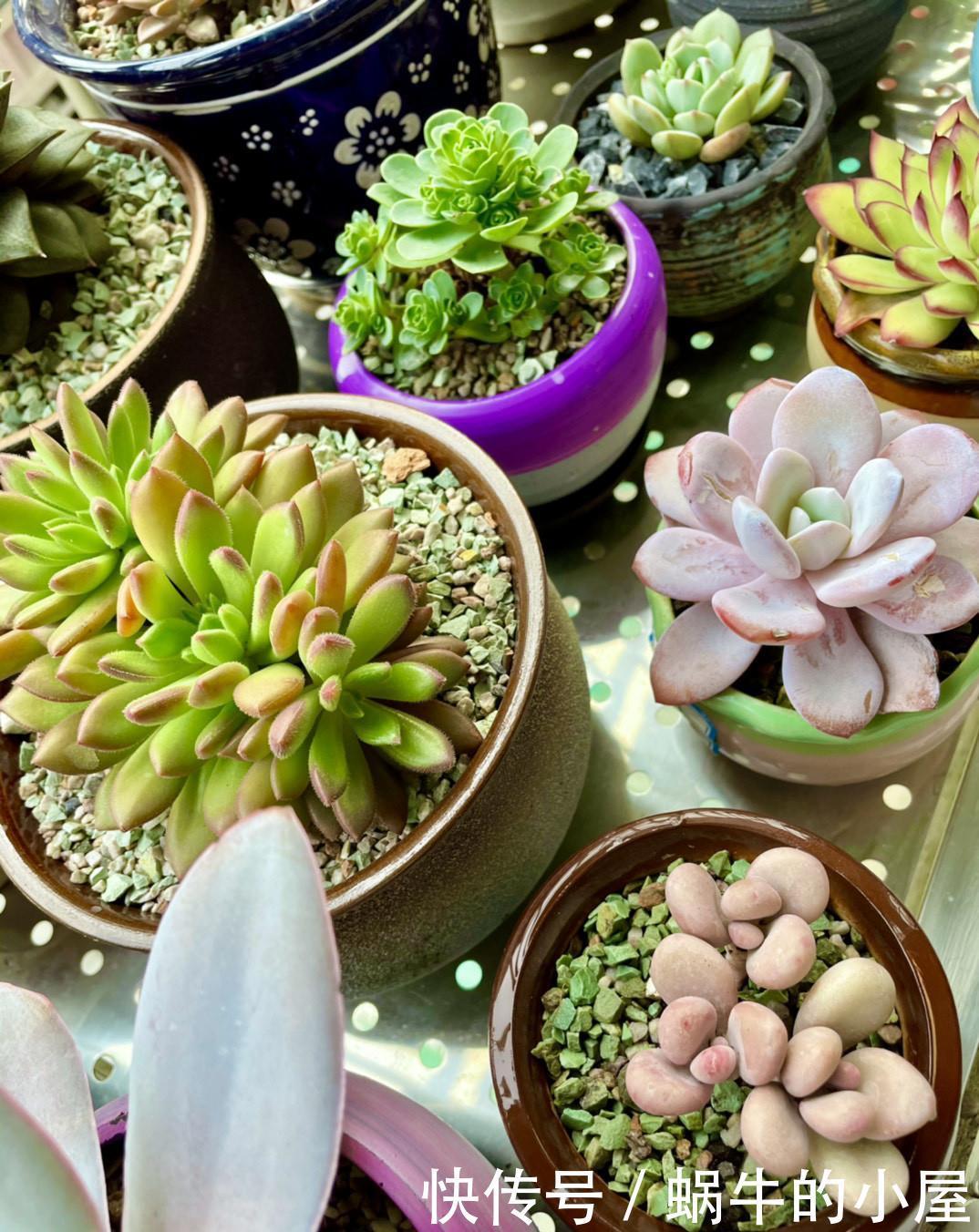 养分|多肉即将进入休眠期，三动作“控一控”，顺利度夏，不易穿裙子