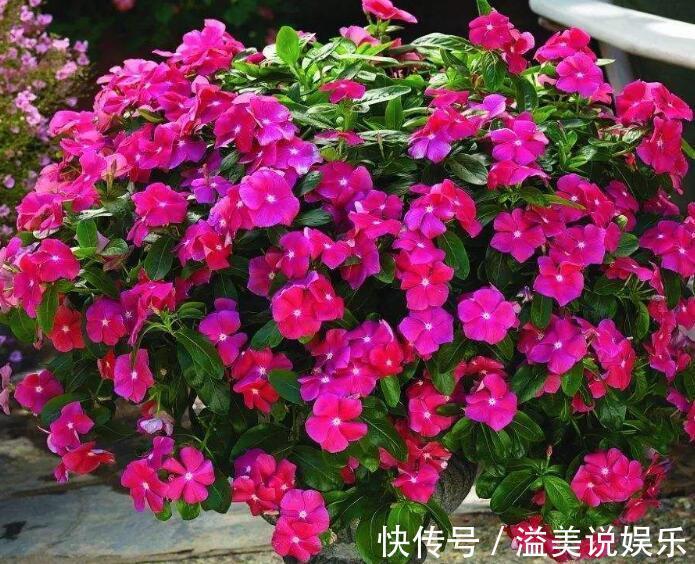 养花|喜欢养菊花，不如养“长春花”，全草入药可止痛，花期12个月