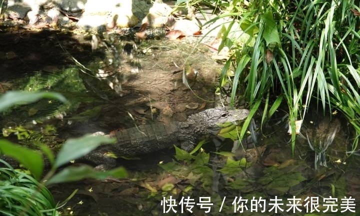 鱷魚|神奇動物在中國第二季·第5講|神奇“土龍”:我很丑但很溫柔
