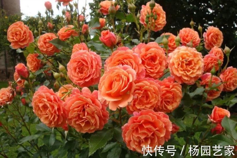 秋天养花怕出现“空盆”？做好4件事，植株有精神，枝叶绿