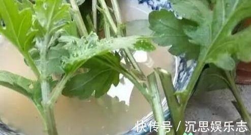 扦插|扦插“菊花”很简单,一点水泡一泡,10天大生根,飒飒秋风开满院