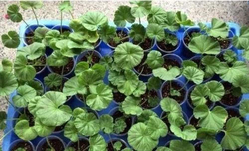 阳台|秋天，最适合扦插4种花，沾土就活，一次扦插50盆，开满阳台！