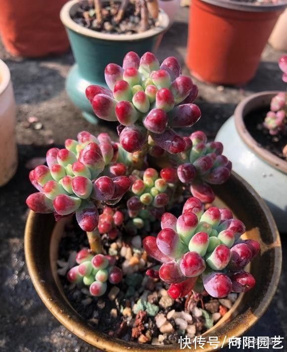 露养的多肉，可以长时间淋雨吗？肯定可以淋，而且不会黑腐