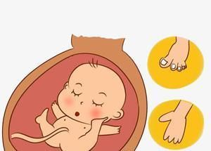 胎儿在腹中的 胎动 变化 正常与否 与孩子智商高低有密切关系 全网搜