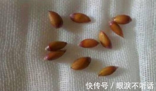 养花高手种“水果”盆景,3种“籽儿”栽盆里,30天长成盆栽