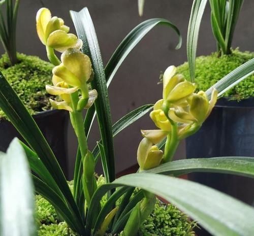 烂根|夏天养兰花,这件“傻事”别做,难怪兰花黄叶又烂根,谁做谁后悔