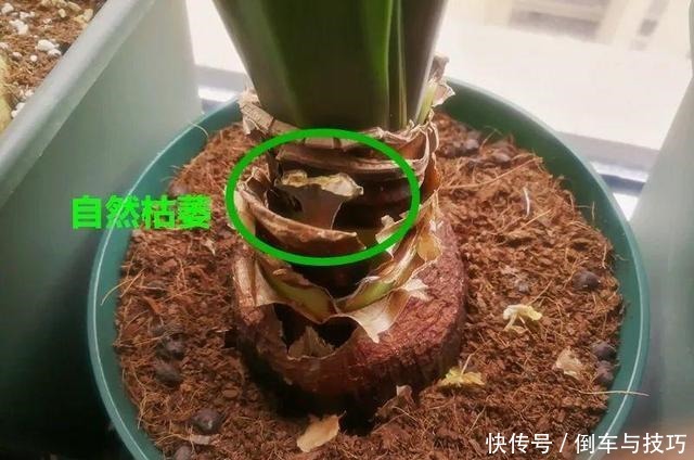 8种花,开完花别急着丢,剪一刀还能继续开!