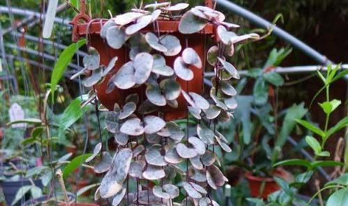 养护|这些多肉6月别买了,怕晒又怕热,容易晒伤难度夏,浪费钱白费力