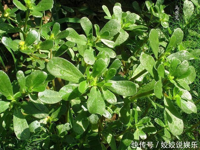 农村的十大野菜，最后一个品尝一次，终生难忘