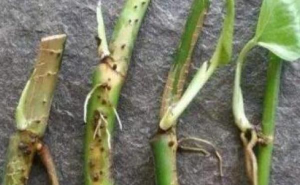 扦插|这三种花不用等,现在扦插越热生根越快,再晚又要等到明年了