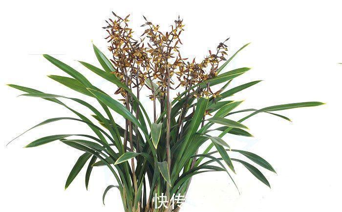 冬季养墨兰，做好4要素，开花满室香，花期长达几个月