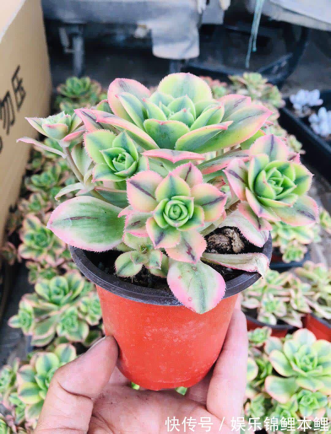 养殖|养多肉有3个基础要领，盆栽法师，再多注意2细节，轻松养好