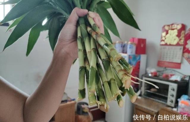 富贵竹水培不生根,找个“塑料袋”帮帮忙,3天冒白根,四季油亮