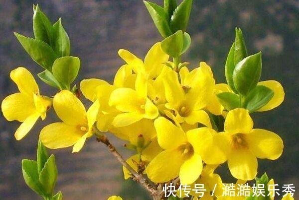 迎春花|此花寓意相爱到永远,不仅花色端庄秀丽、气质非凡,而且非常吉祥