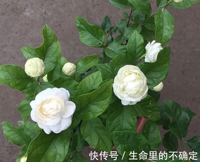 虎头茉莉|农历十月十八小雪后，养什么花？家里养3种花，开开心心快快乐乐