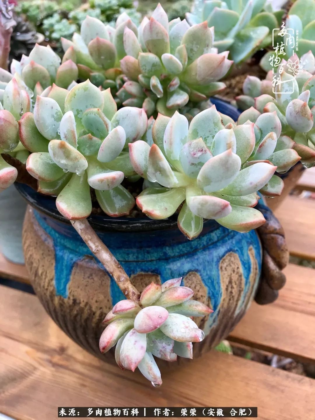 初秋时节，度夏后的多肉陆续回归！偷偷上了一层淡妆！