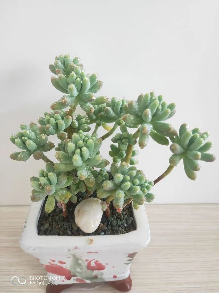 状态一般的多肉们,在我这儿已经是最美的存在了!