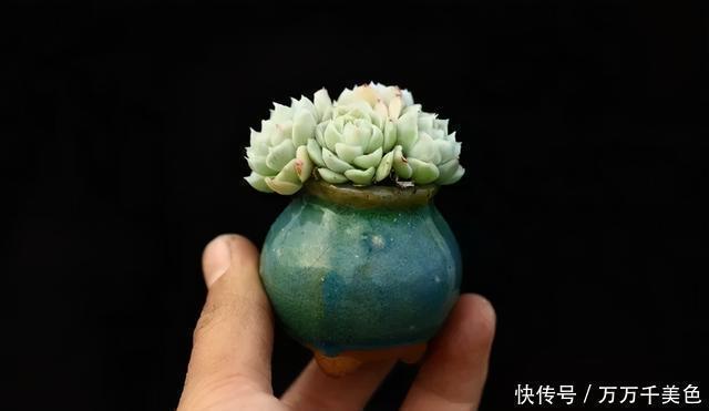 多肉饿着养,个个土肥圆,越矮越小越值钱