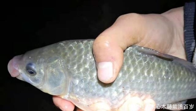 晚上钓鲫鱼,灯光越强越好?老钓友:别让无知耽误了你